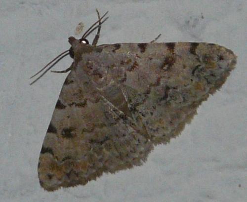 Réf. 192 814 : Metachrostis velox